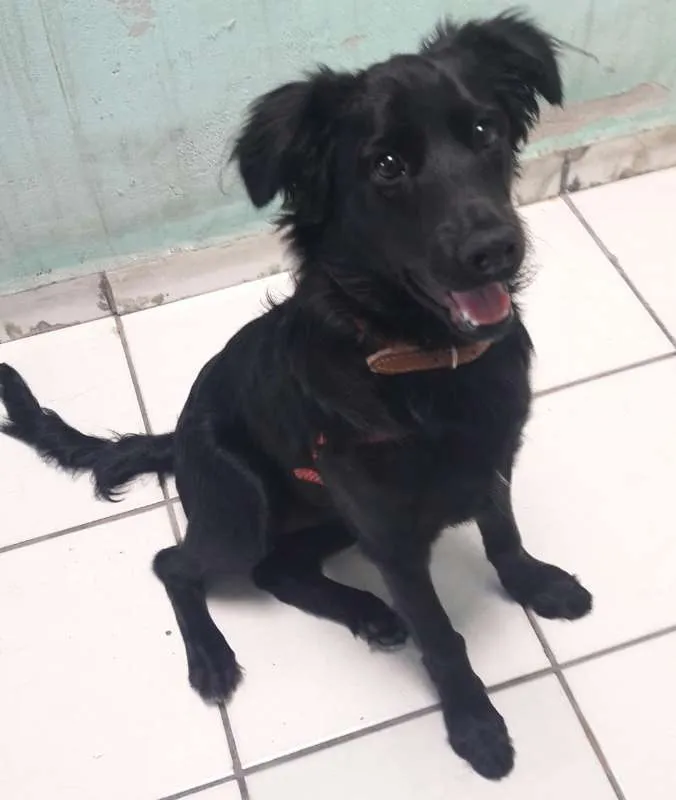 Cachorro ra a Vira lata idade 2 a 6 meses nome Leona