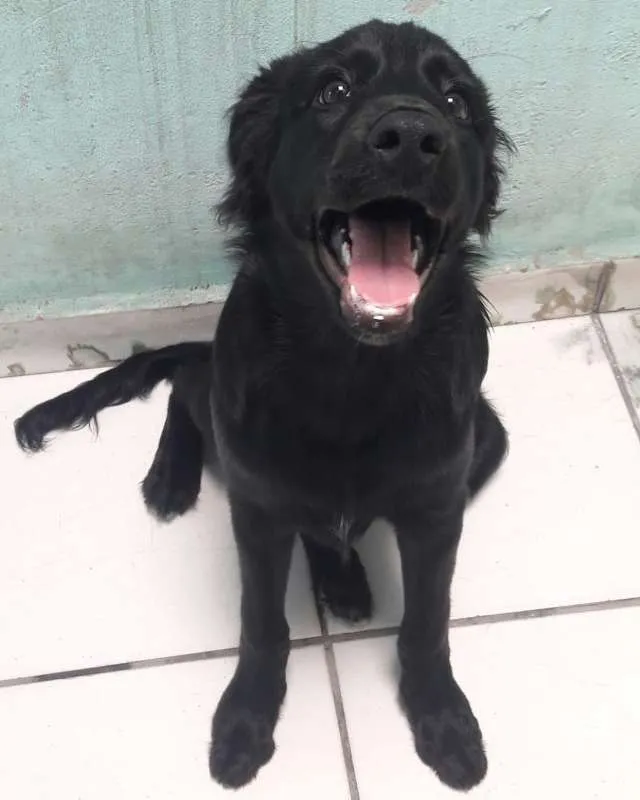 Cachorro ra a Vira lata idade 2 a 6 meses nome Leona