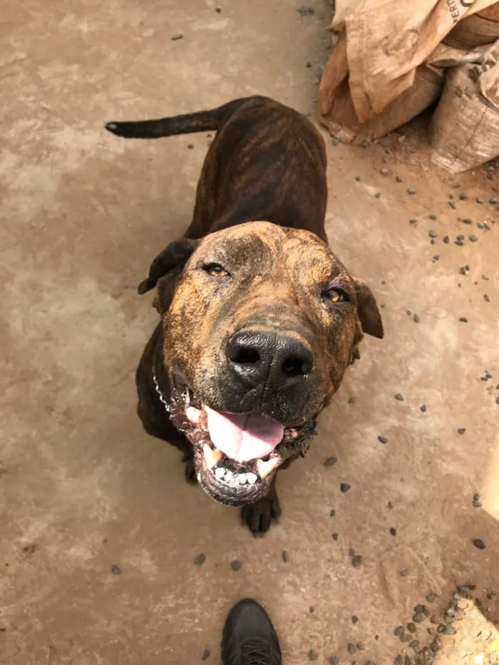Cachorro raça Fila brasileiro  idade 3 anos nome Negão 