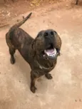 Negão 
