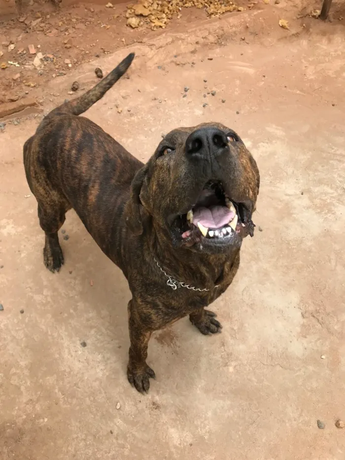 Cachorro raça Fila brasileiro  idade 3 anos nome Negão 