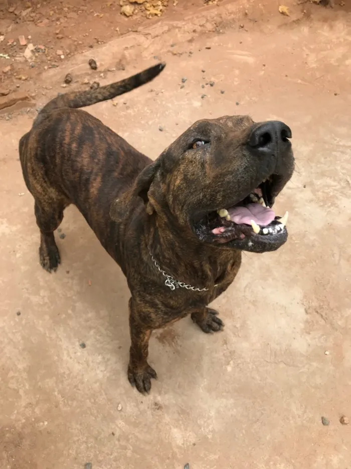 Cachorro raça Fila brasileiro  idade 3 anos nome Negão 