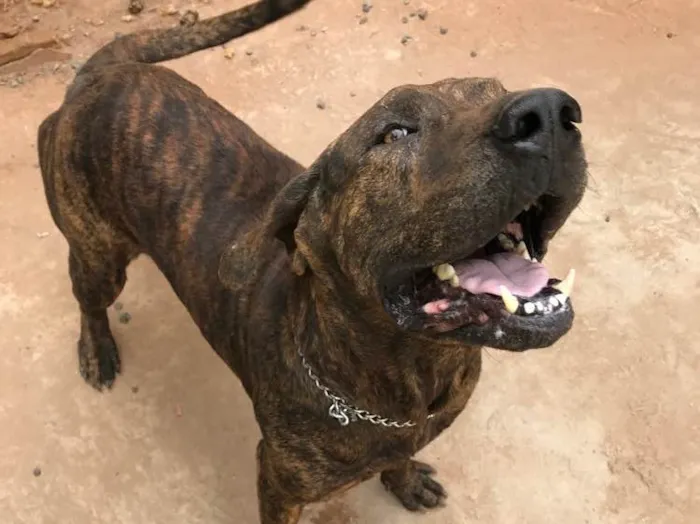 Cachorro raça Fila brasileiro  idade 3 anos nome Negão 