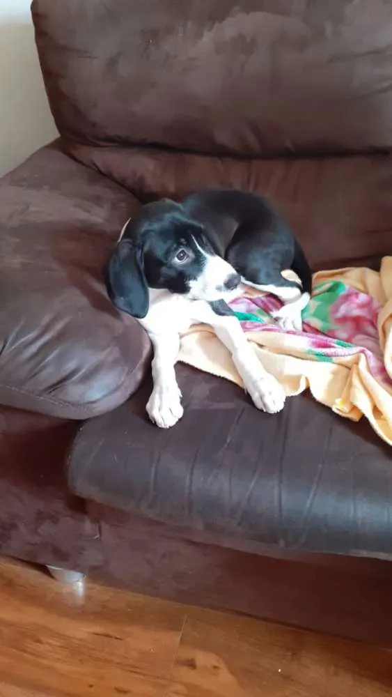 Cachorro ra a Srd idade 2 a 6 meses nome Kiara