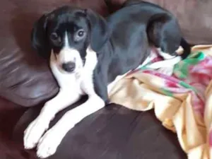 Cachorro raça Srd idade 2 a 6 meses nome Kiara