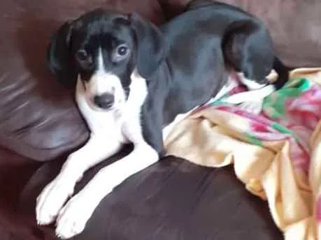 Cachorro ra a Srd idade 2 a 6 meses nome Kiara