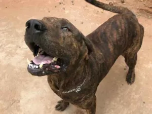 Cachorro raça Fila brasileiro  idade 3 anos nome Negão 