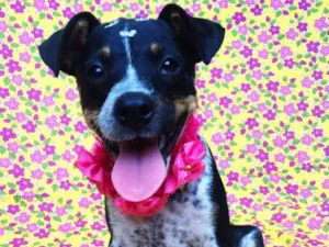 Cachorro raça SRD idade 2 a 6 meses nome Aninha
