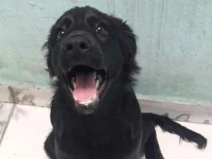 Cachorro raça Vira lata idade 2 a 6 meses nome Leona