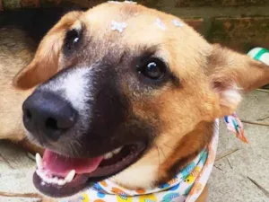 Cachorro raça SRD idade 7 a 11 meses nome Violeta