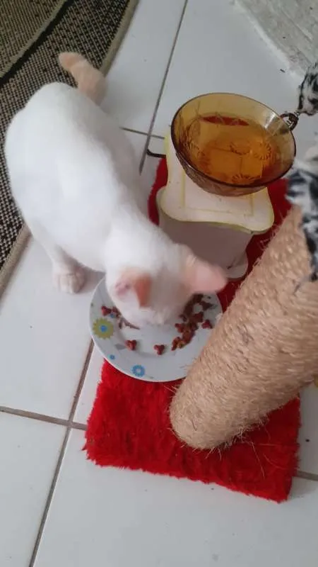 Gato ra a  idade 2 a 6 meses nome BRANQUINHO