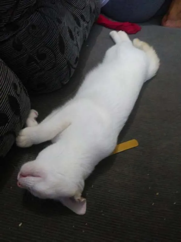 Gato ra a  idade 2 a 6 meses nome BRANQUINHO