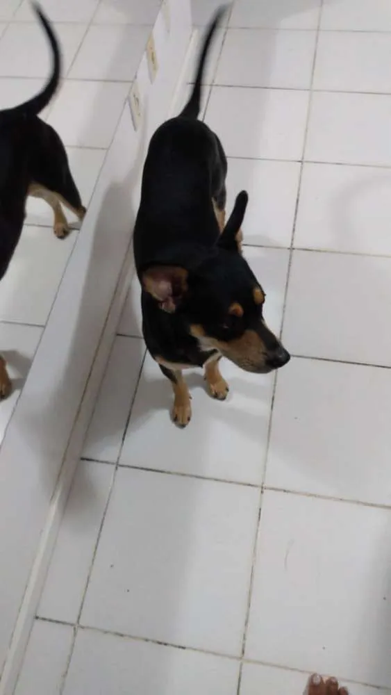 Cachorro ra a Salchica misturado com vira-la idade 3 anos nome Luppy