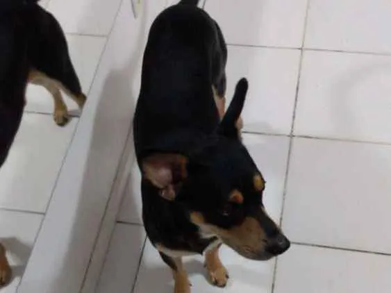 Cachorro ra a Salchica misturado com vira-la idade 3 anos nome Luppy