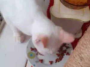 Gato raça  idade 2 a 6 meses nome BRANQUINHO