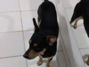 Cachorro raça Salchica misturado com vira-la idade 3 anos nome Luppy