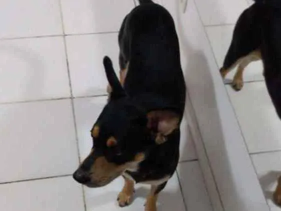 Cachorro ra a Salchica misturado com vira-la idade 3 anos nome Luppy