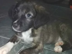 Cachorro raça Vira lata idade 2 a 6 meses nome Nome indefinido