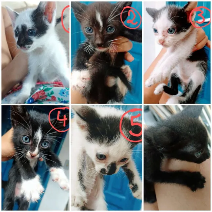Gato raça Gato idade 2 a 6 meses nome GATOS - LINDOS FILHO