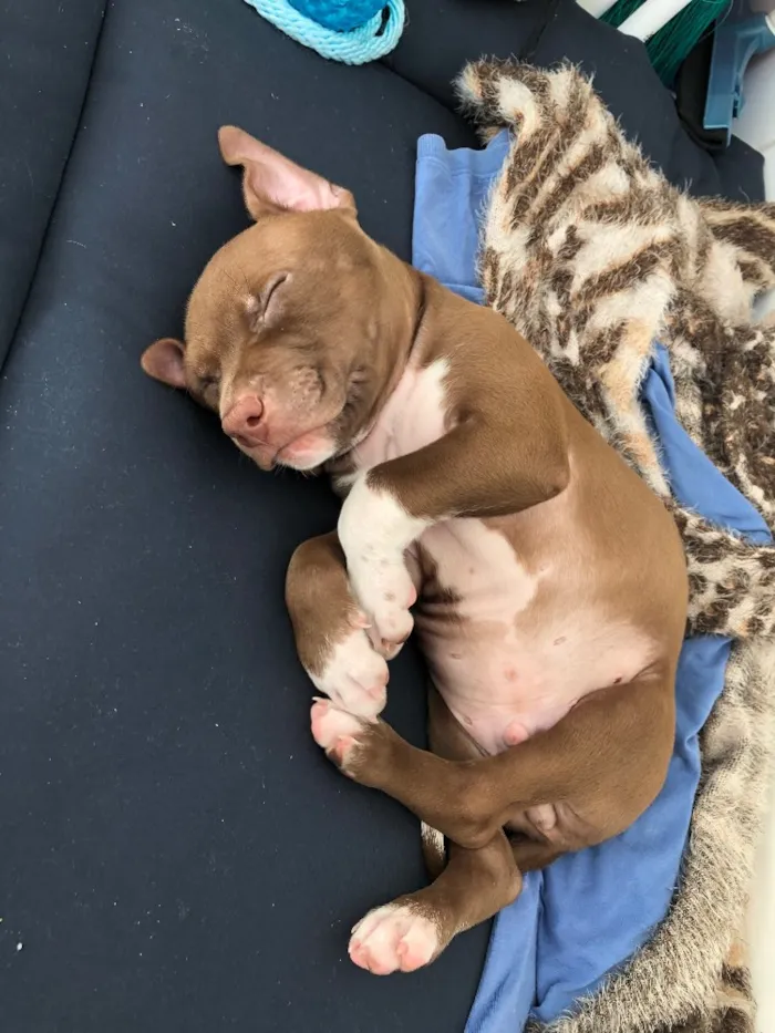 Cachorro ra a Pitbull Terrier  idade Abaixo de 2 meses nome Bruce
