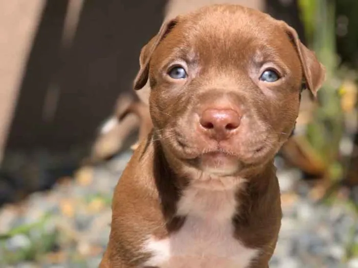 Cachorro ra a Pitbull Terrier  idade Abaixo de 2 meses nome Bruce