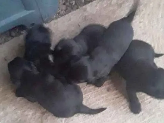 Cachorro ra a Vira lata idade Abaixo de 2 meses nome Indefinido