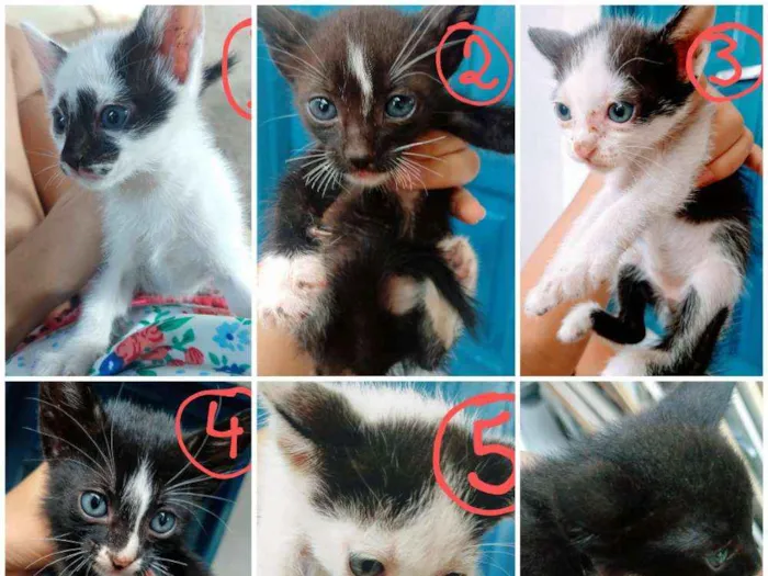 Gato raça Gato idade 2 a 6 meses nome GATOS - LINDOS FILHO