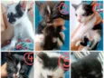 GATOS - LINDOS FILHO