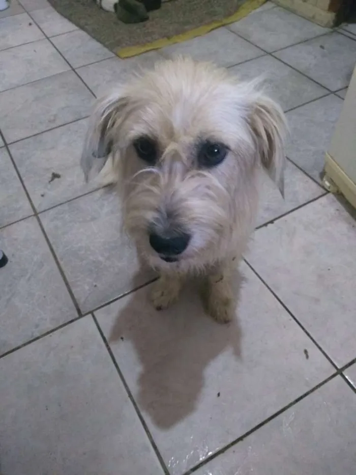 Cachorro ra a Sem raça idade 3 anos nome Sem nome