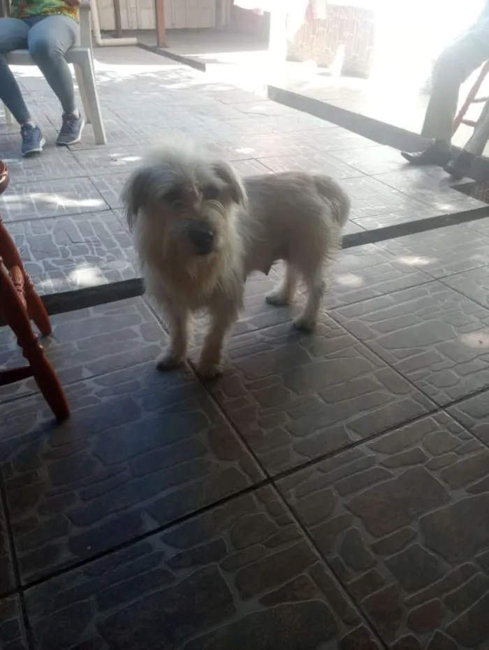 Cachorro ra a Sem raça idade 3 anos nome Sem nome