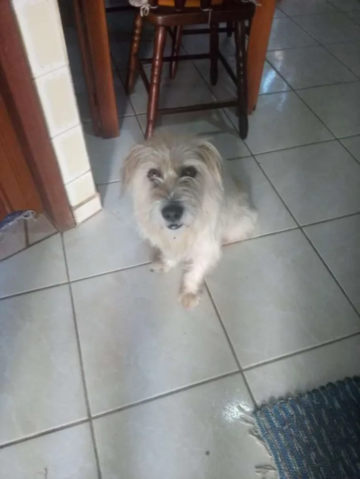 Cachorro ra a Sem raça idade 3 anos nome Sem nome