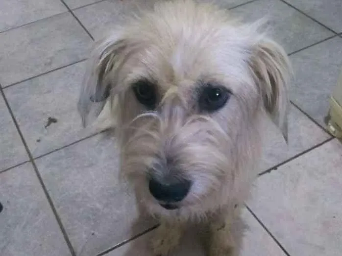Cachorro ra a Sem raça idade 3 anos nome Sem nome