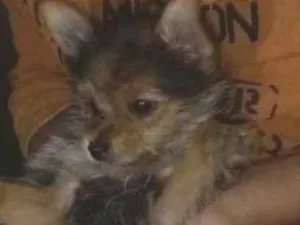 Cachorro raça Lulu da pomerani idade 2 a 6 meses nome Roni 