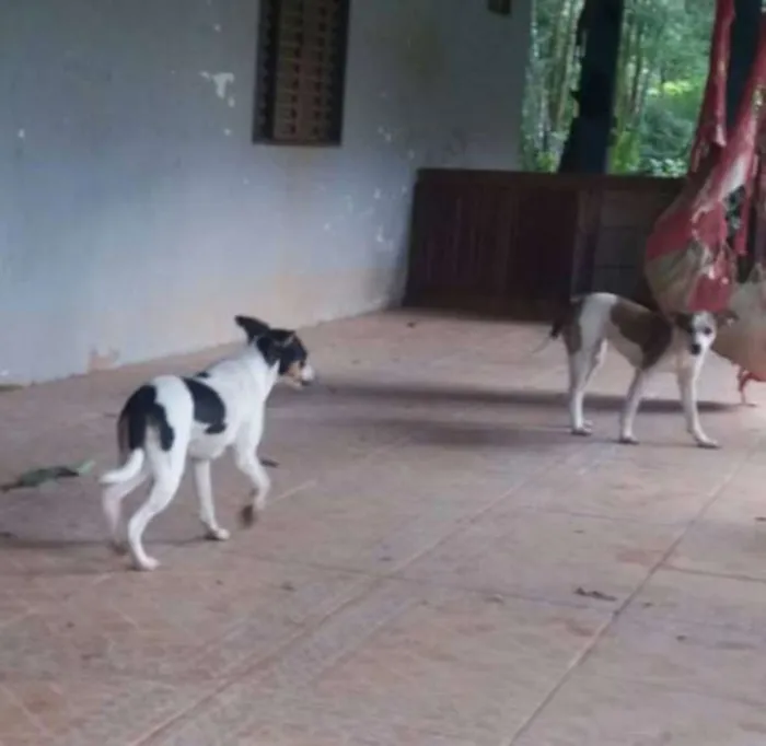 Cachorro ra a SRD idade 7 a 11 meses nome Sofia e Mariana
