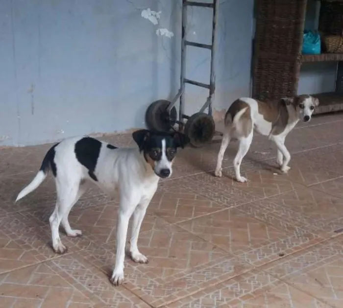 Cachorro ra a SRD idade 7 a 11 meses nome Sofia e Mariana