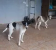 Sofia e Mariana