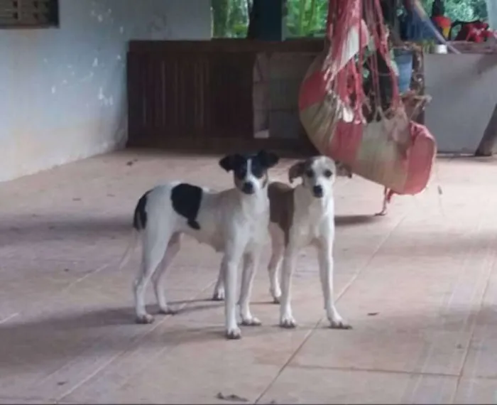 Cachorro ra a SRD idade 7 a 11 meses nome Sofia e Mariana