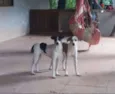 Sofia e Mariana