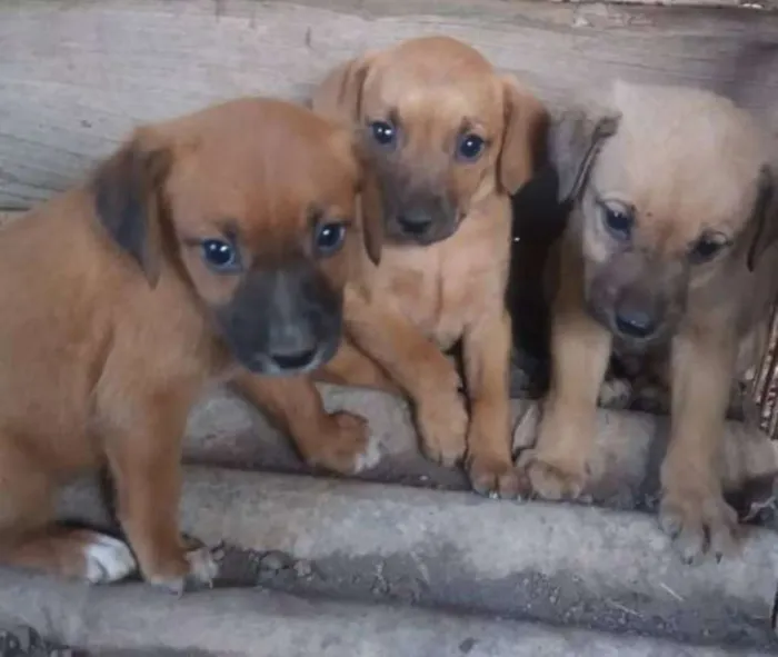 Cachorro ra a SRD idade 2 a 6 meses nome Filhotes para adoção