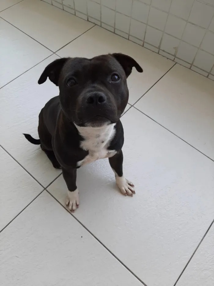 Cachorro ra a Staffbull idade 1 ano nome Rocky