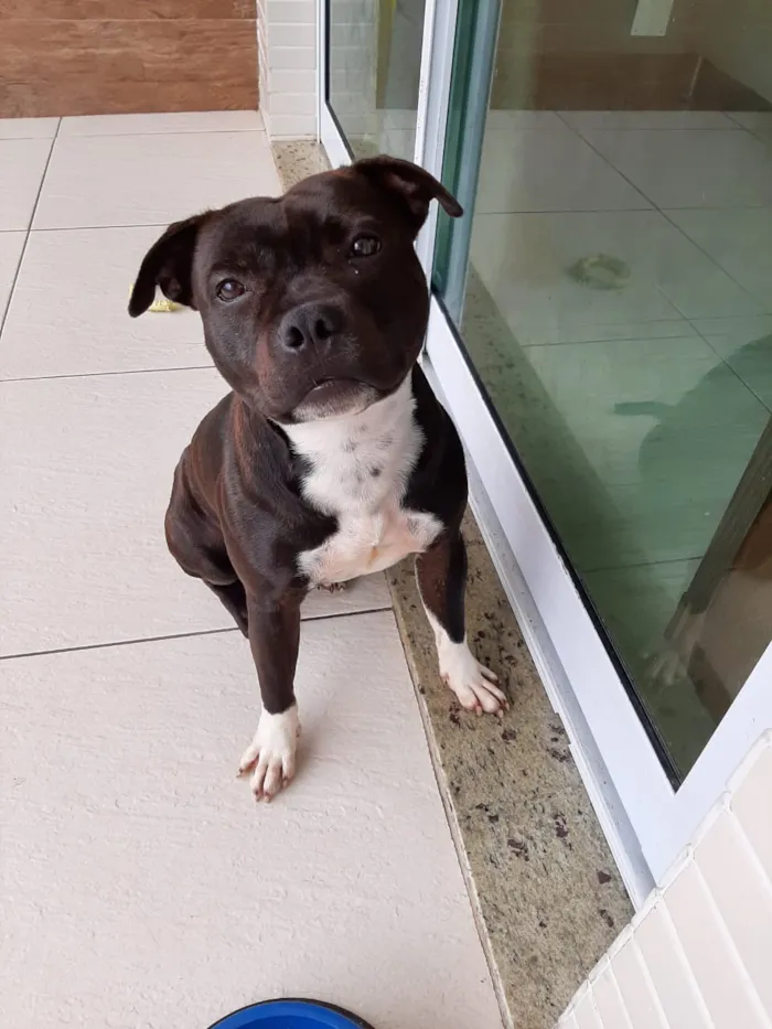 Cachorro ra a Staffbull idade 1 ano nome Rocky