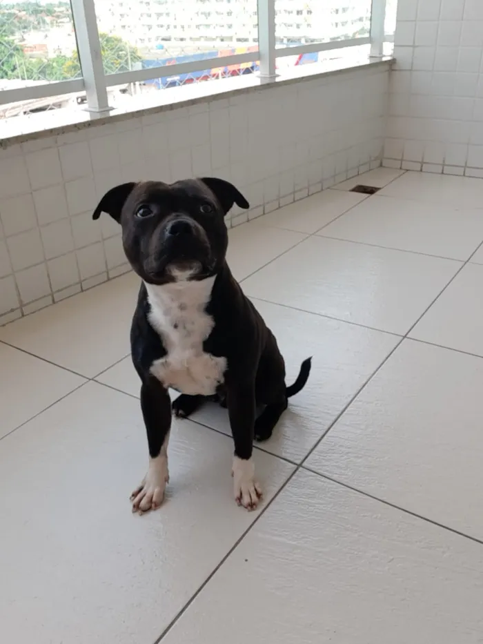 Cachorro ra a Staffbull idade 1 ano nome Rocky