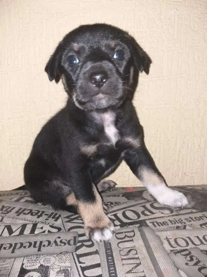 Cachorro raça Indefinida idade Abaixo de 2 meses nome Sem nome