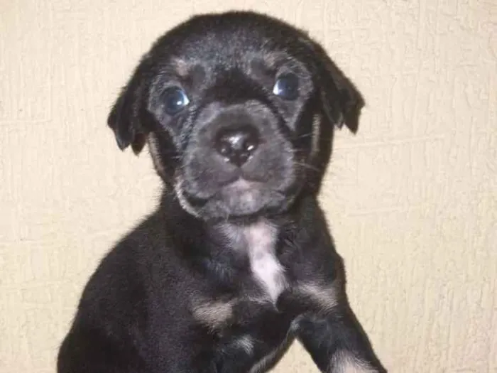 Cachorro raça Indefinida idade Abaixo de 2 meses nome Sem nome