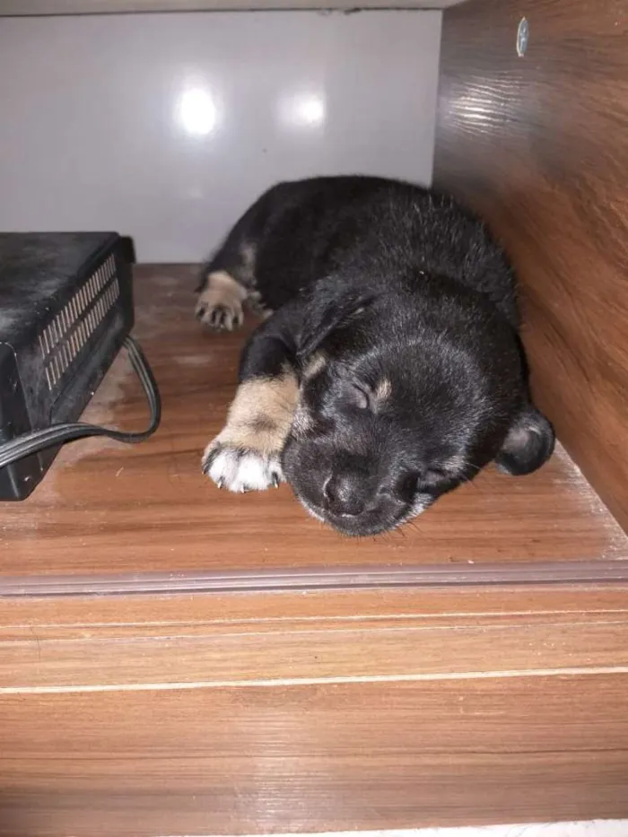 Cachorro raça Indefinida idade Abaixo de 2 meses nome Sem nome