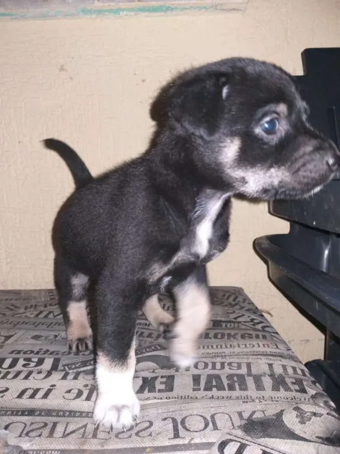 Cachorro raça Indefinida idade Abaixo de 2 meses nome Sem nome