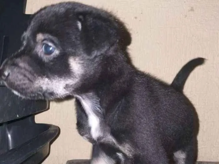 Cachorro raça Indefinida idade Abaixo de 2 meses nome Sem nome