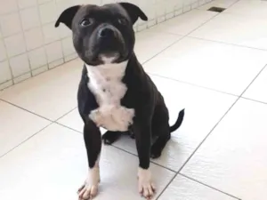Cachorro raça Staffbull idade 1 ano nome Rocky
