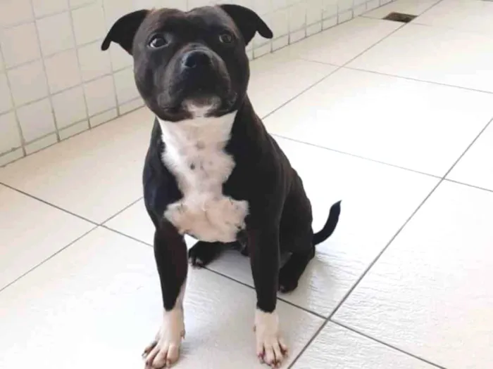 Cachorro ra a Staffbull idade 1 ano nome Rocky