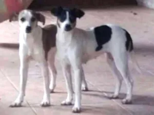 Cachorro raça SRD idade 7 a 11 meses nome Sofia e Mariana